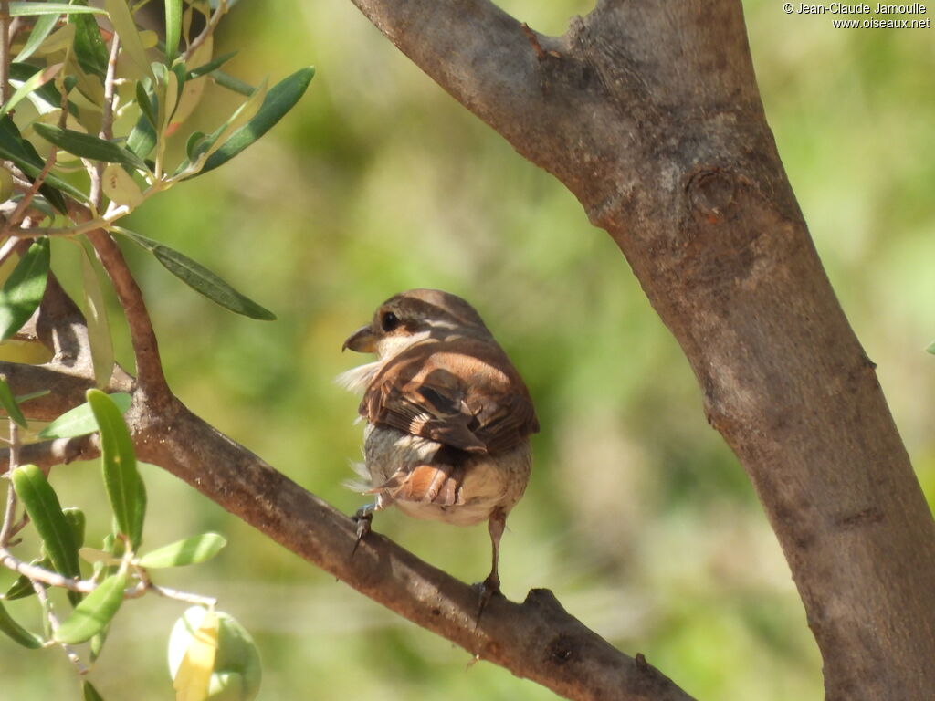 Red-backed Shrike female adult