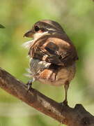 Red-backed Shrike