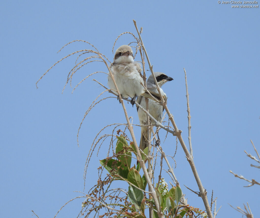 Pie-grièche grise femelle immature