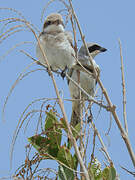 Great Grey Shrike