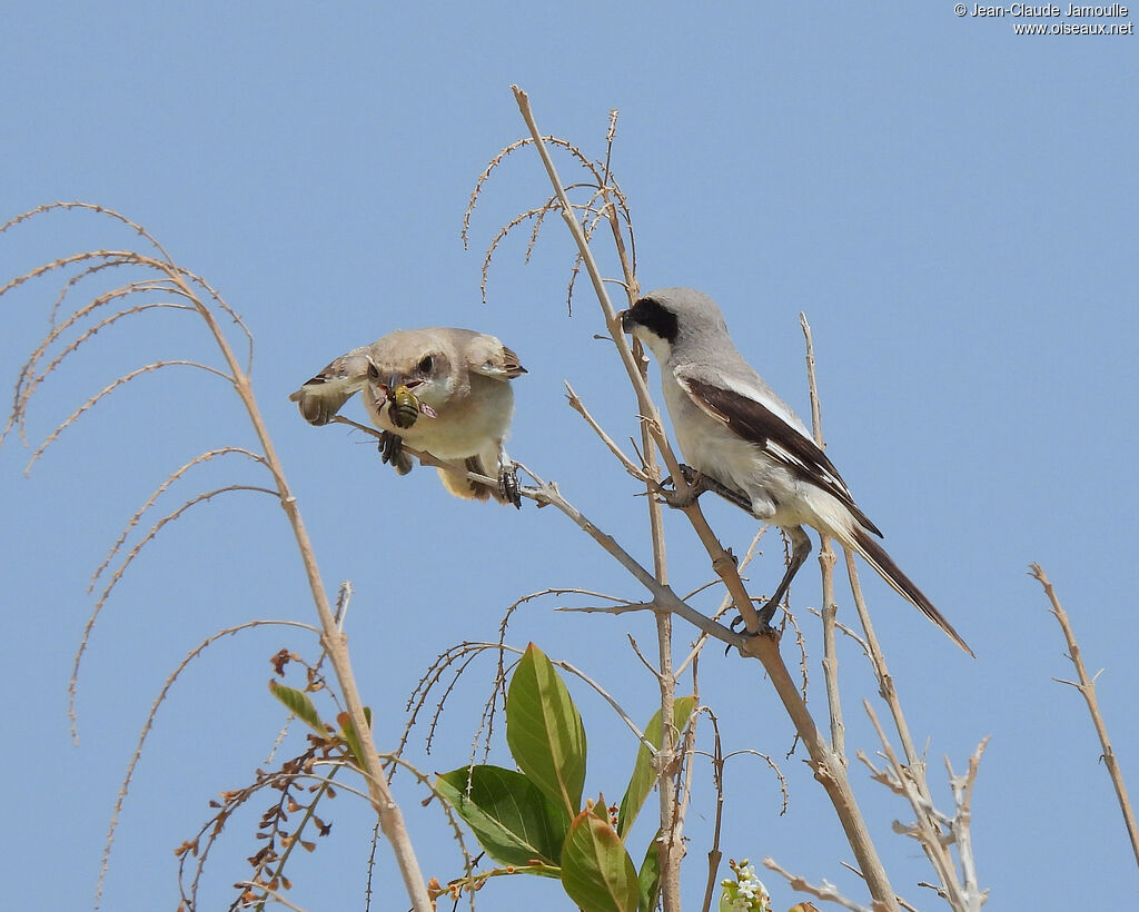 Pie-grièche grise femelle immature, mange