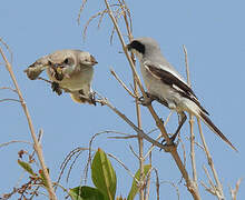 Great Grey Shrike