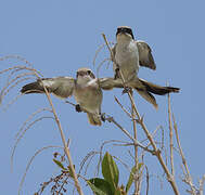 Great Grey Shrike