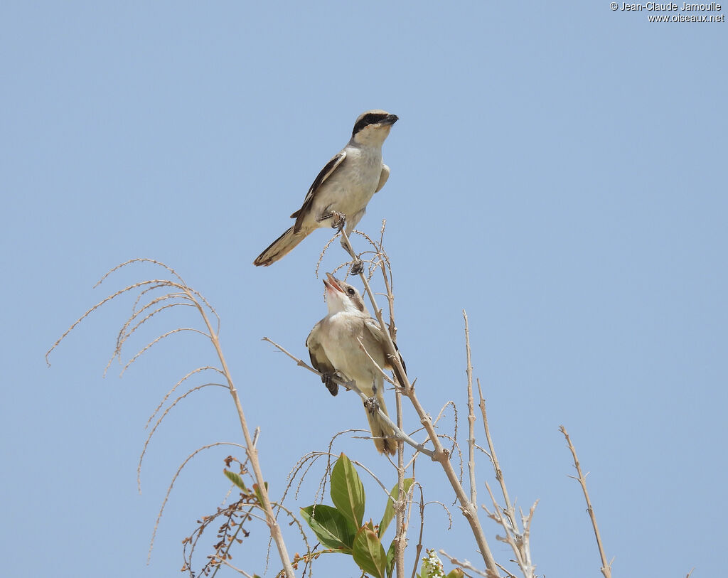 Great Grey Shrike