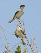 Great Grey Shrike