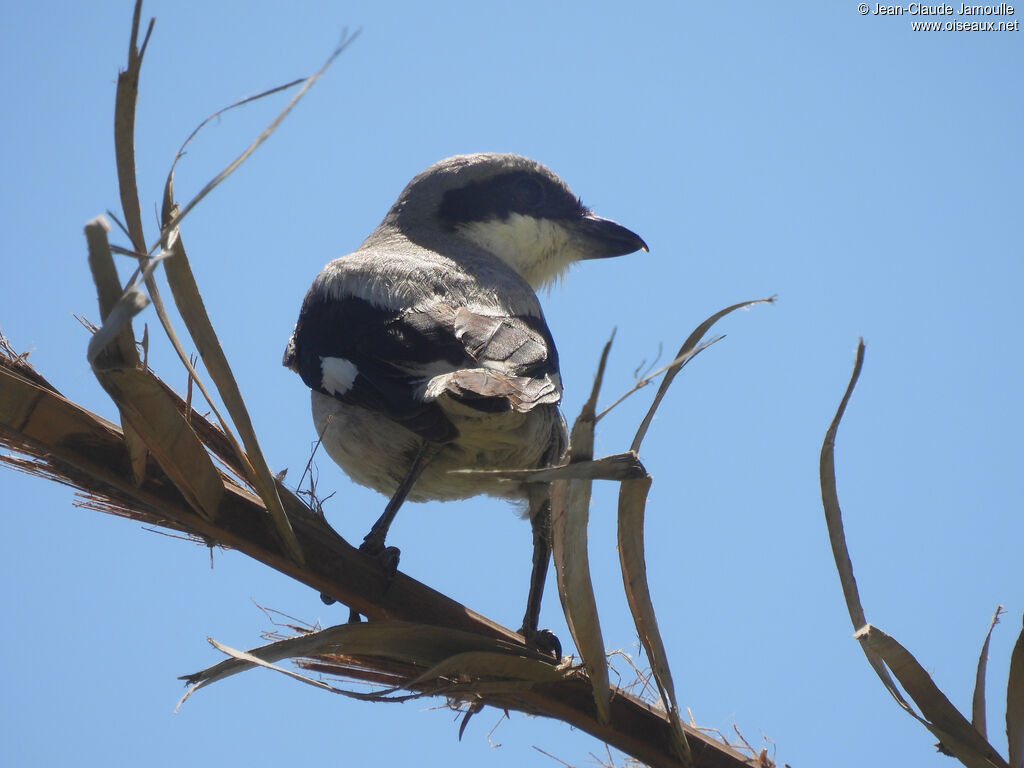 Great Grey Shrike