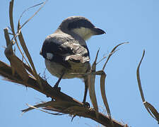 Great Grey Shrike