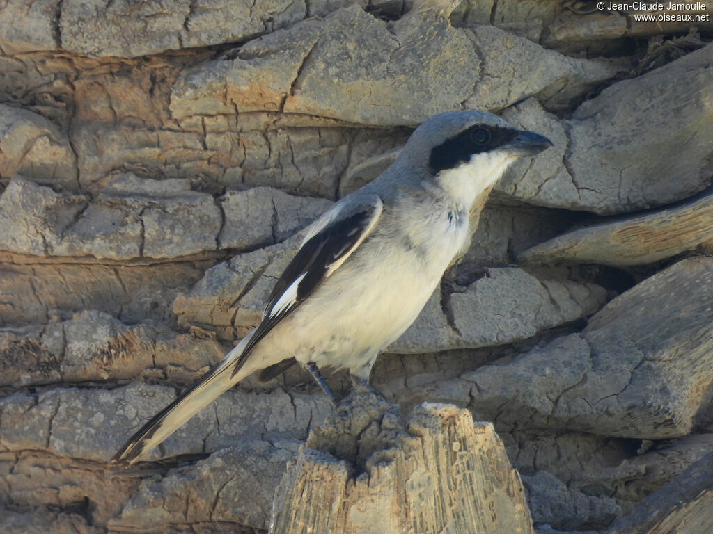 Great Grey Shrike