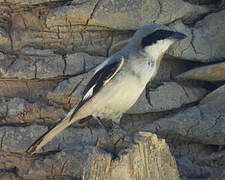 Great Grey Shrike