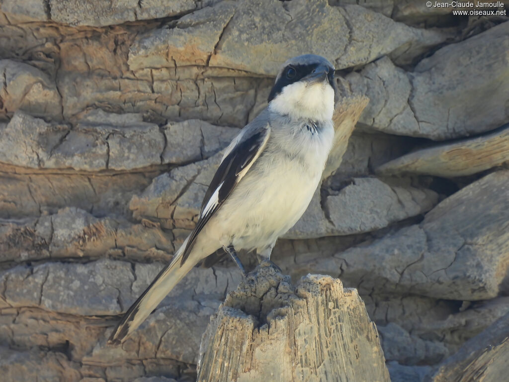 Great Grey Shrike