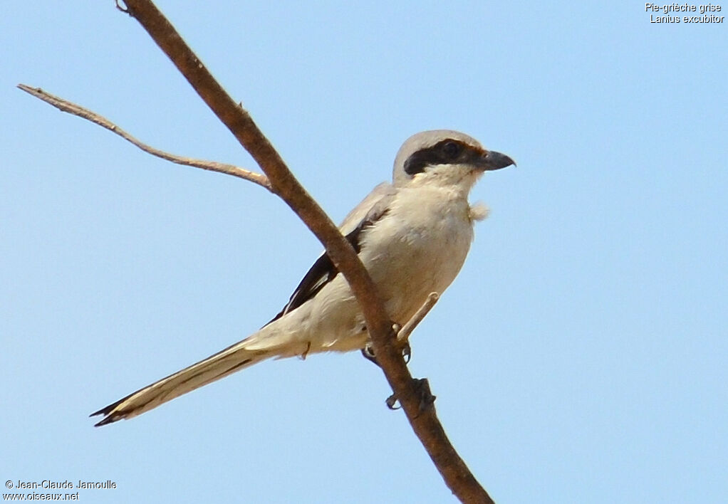 Great Grey Shrike