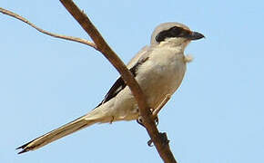 Great Grey Shrike