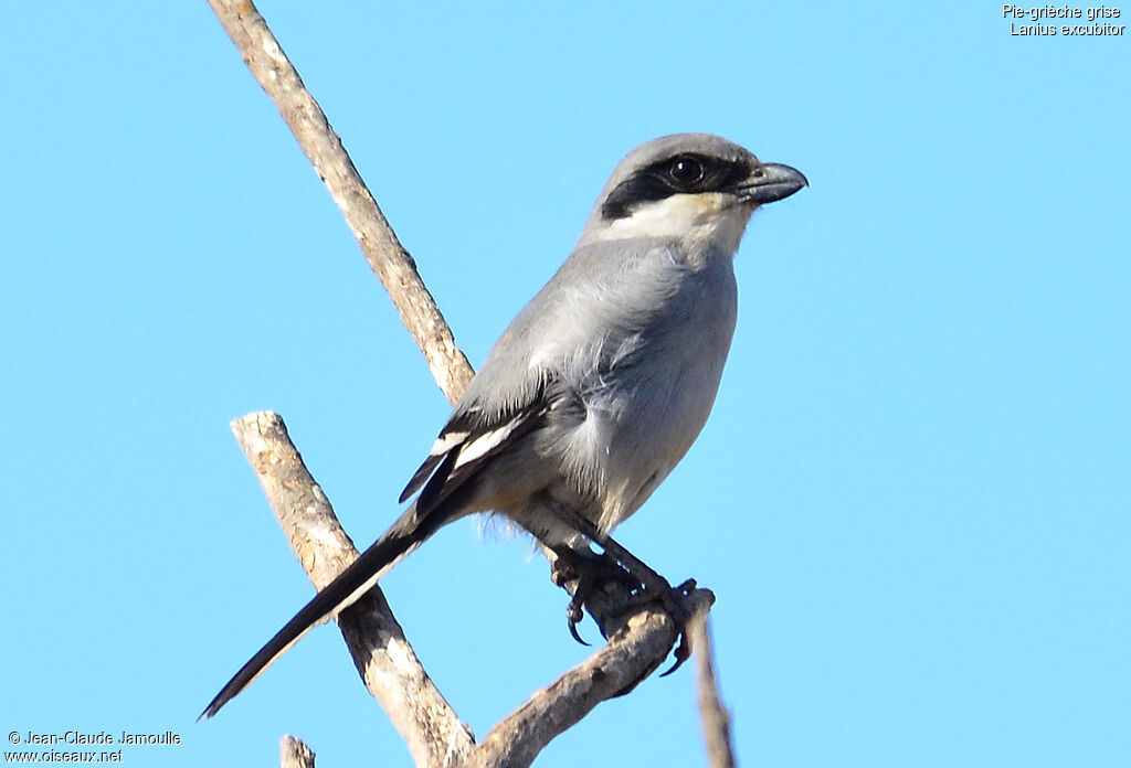 Pie-grièche grise, identification