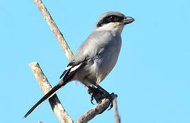 Great Grey Shrike