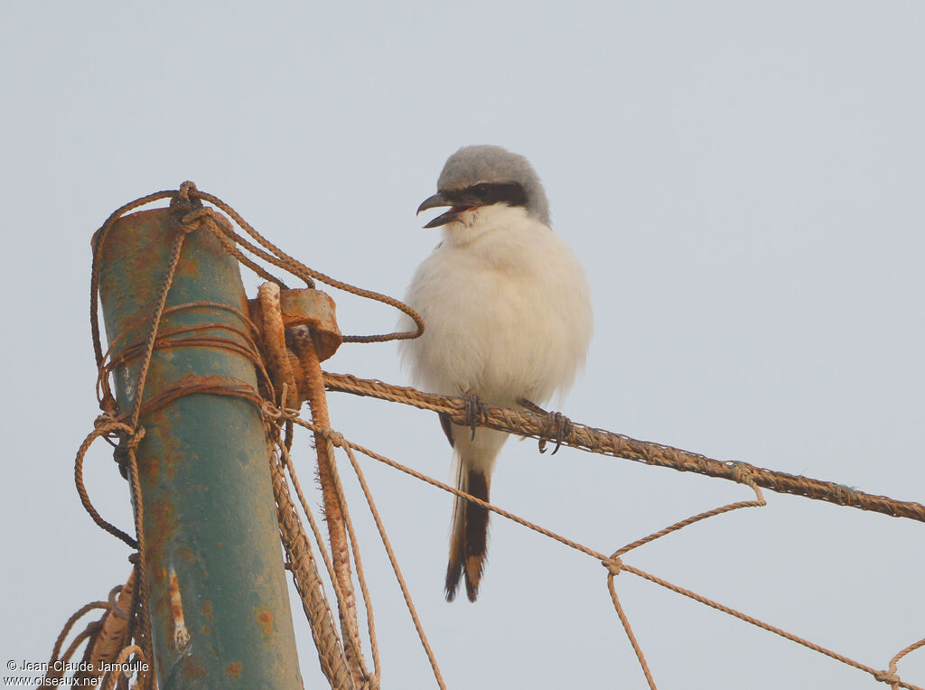 Great Grey Shrike