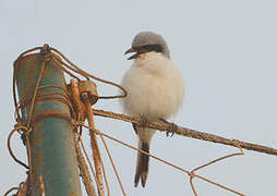 Great Grey Shrike