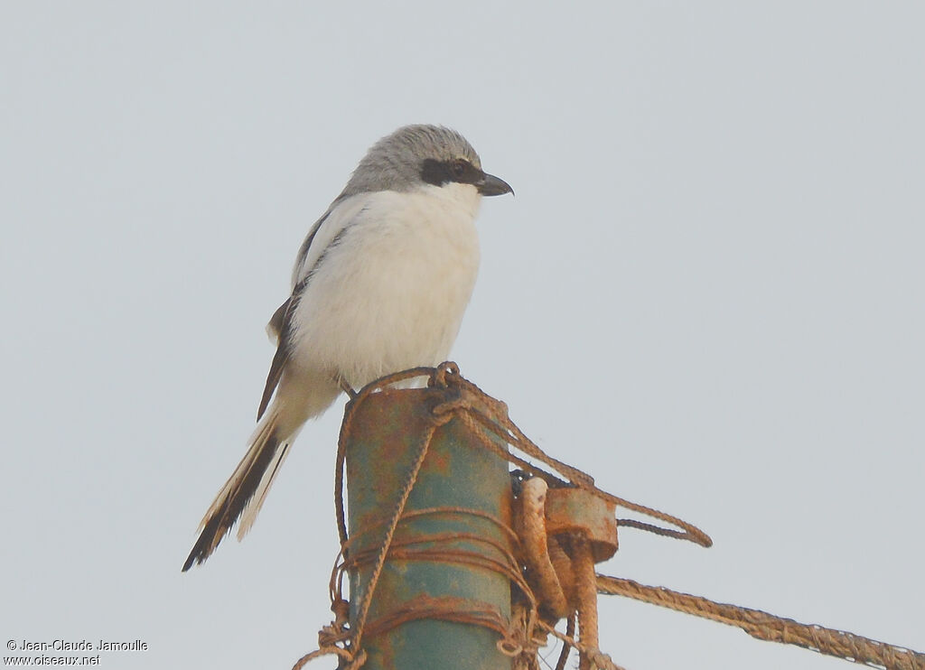 Great Grey Shrike