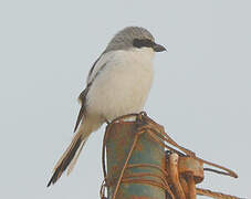 Great Grey Shrike