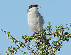 Great Grey Shrike