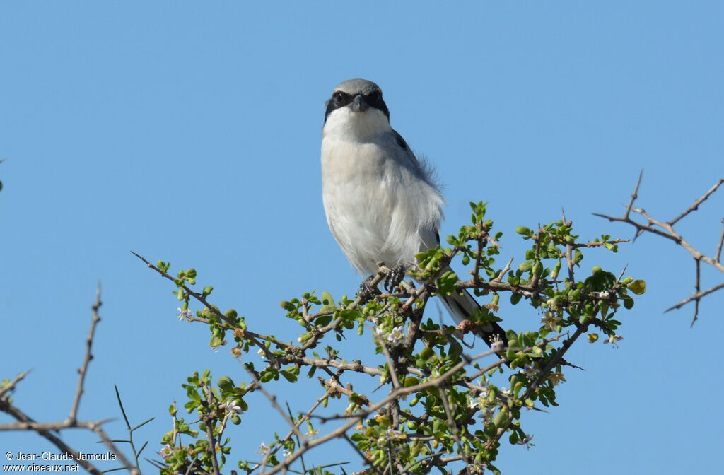 Great Grey Shrike