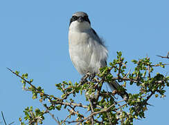 Great Grey Shrike