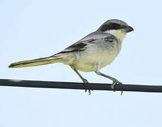 Great Grey Shrike