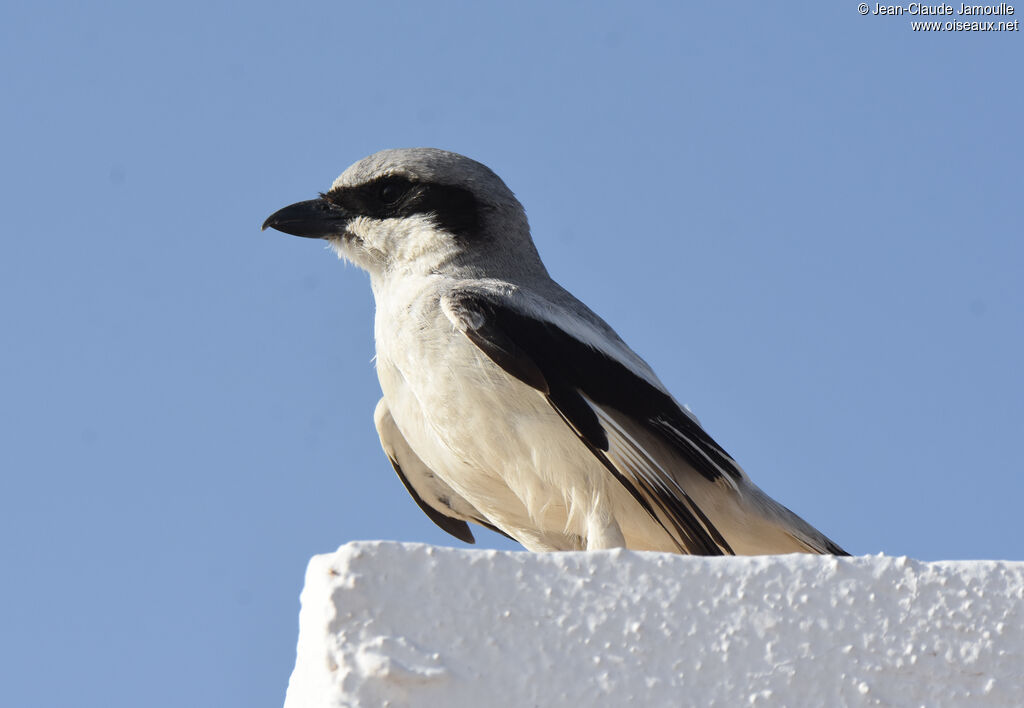 Great Grey Shrike