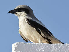 Great Grey Shrike