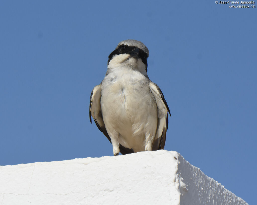 Great Grey Shrike