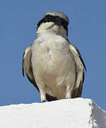 Great Grey Shrike