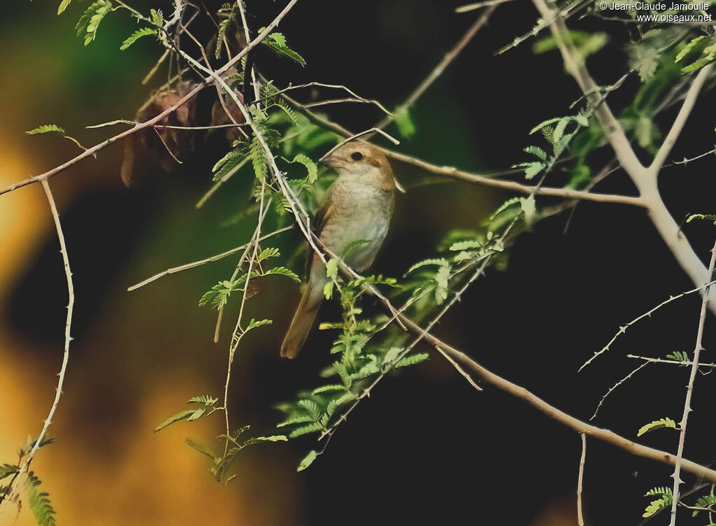 Isabelline Shrike