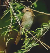 Isabelline Shrike