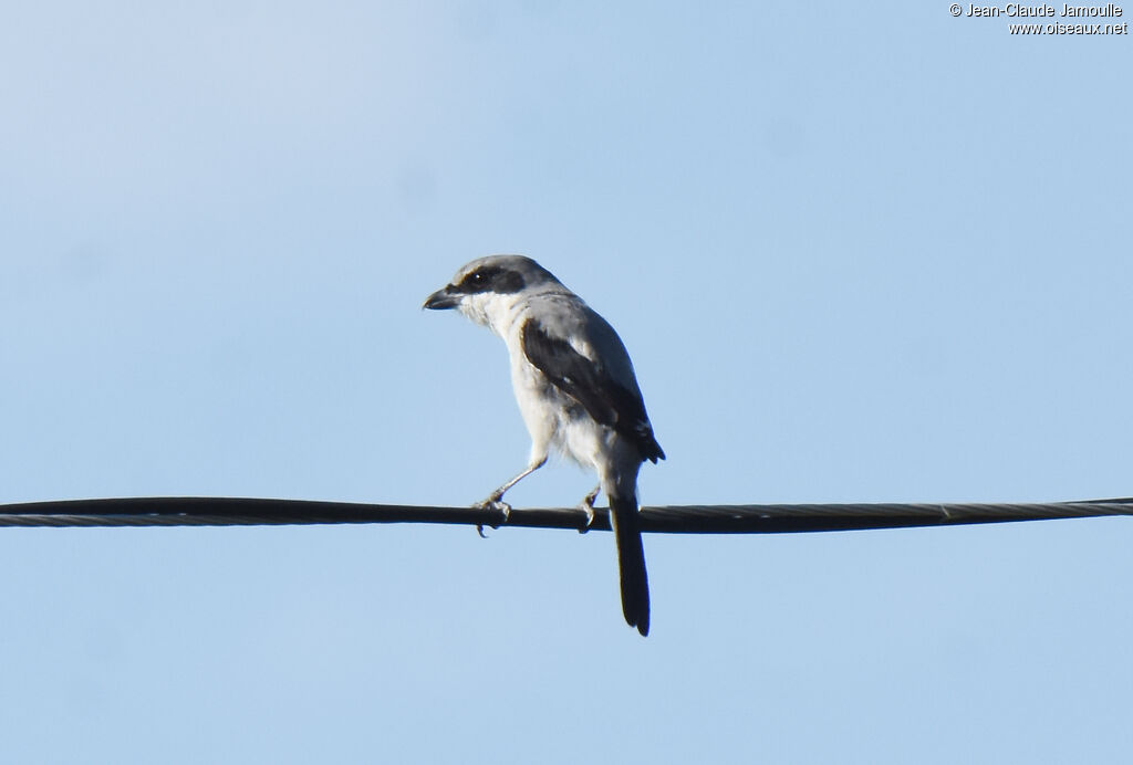 Loggerhead Shrike