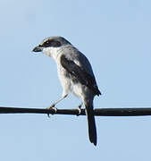 Loggerhead Shrike