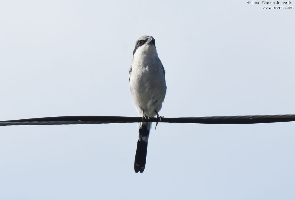 Loggerhead Shrike