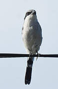 Loggerhead Shrike