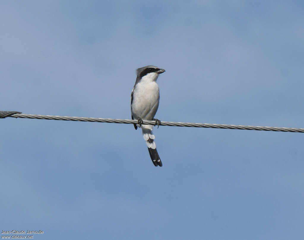 Loggerhead Shrike, Behaviour