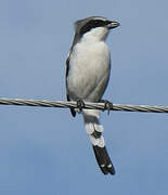 Loggerhead Shrike