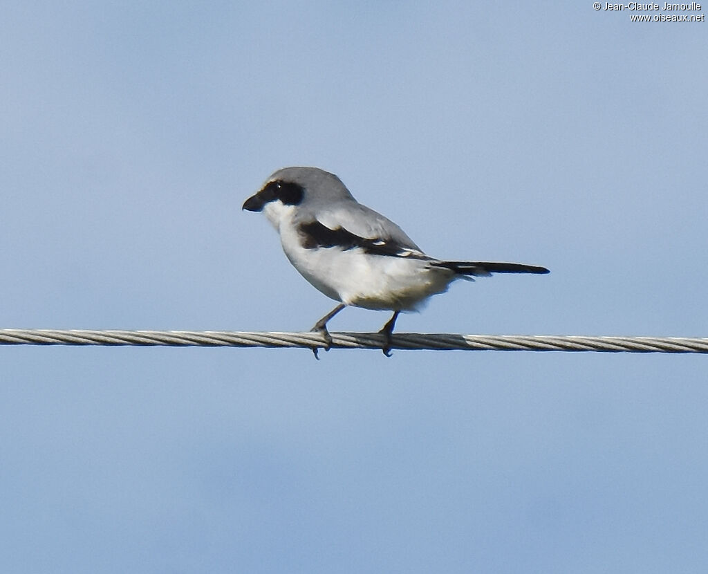 Loggerhead Shrike