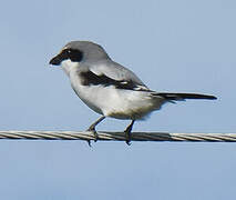 Loggerhead Shrike