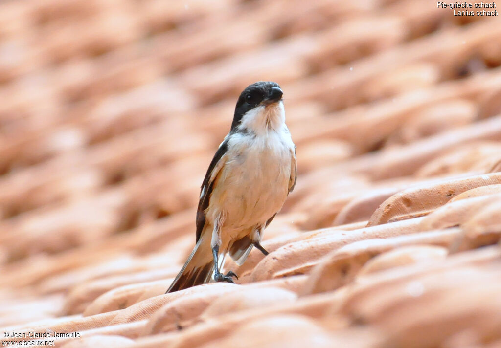 Long-tailed Shrikeadult