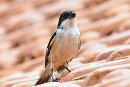 Long-tailed Shrike