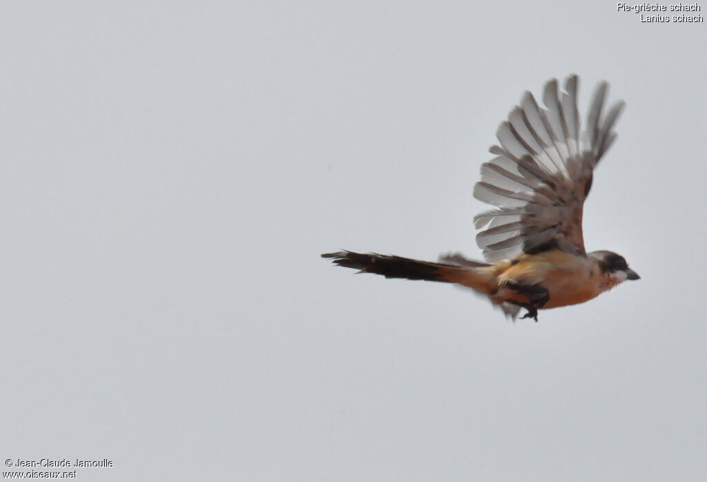 Long-tailed Shrike, Flight