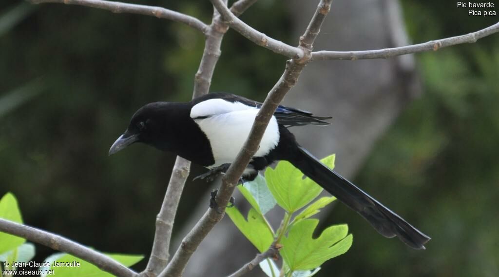 Eurasian Magpie