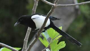 Eurasian Magpie