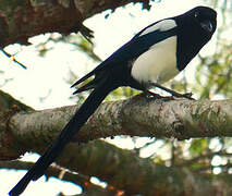 Eurasian Magpie