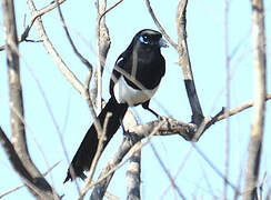 Maghreb Magpie