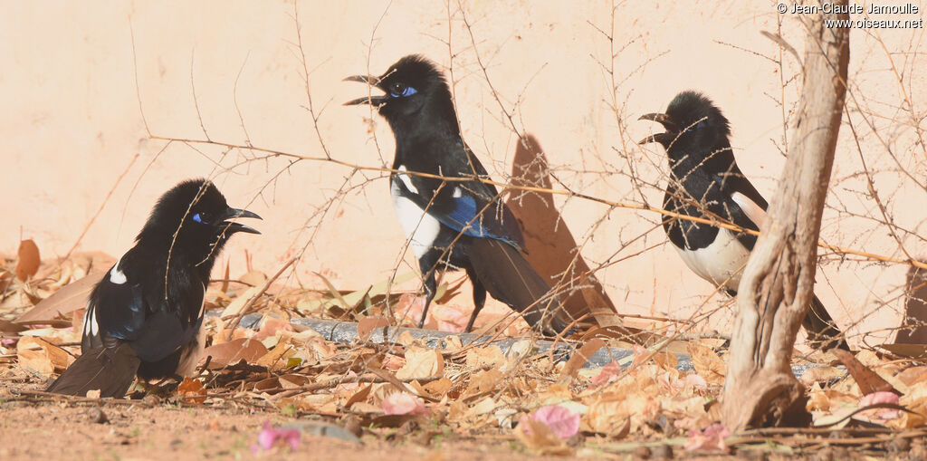 Maghreb Magpie