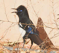 Maghreb Magpie