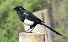 Maghreb Magpie